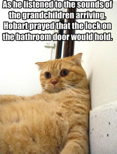 hobart the cat
